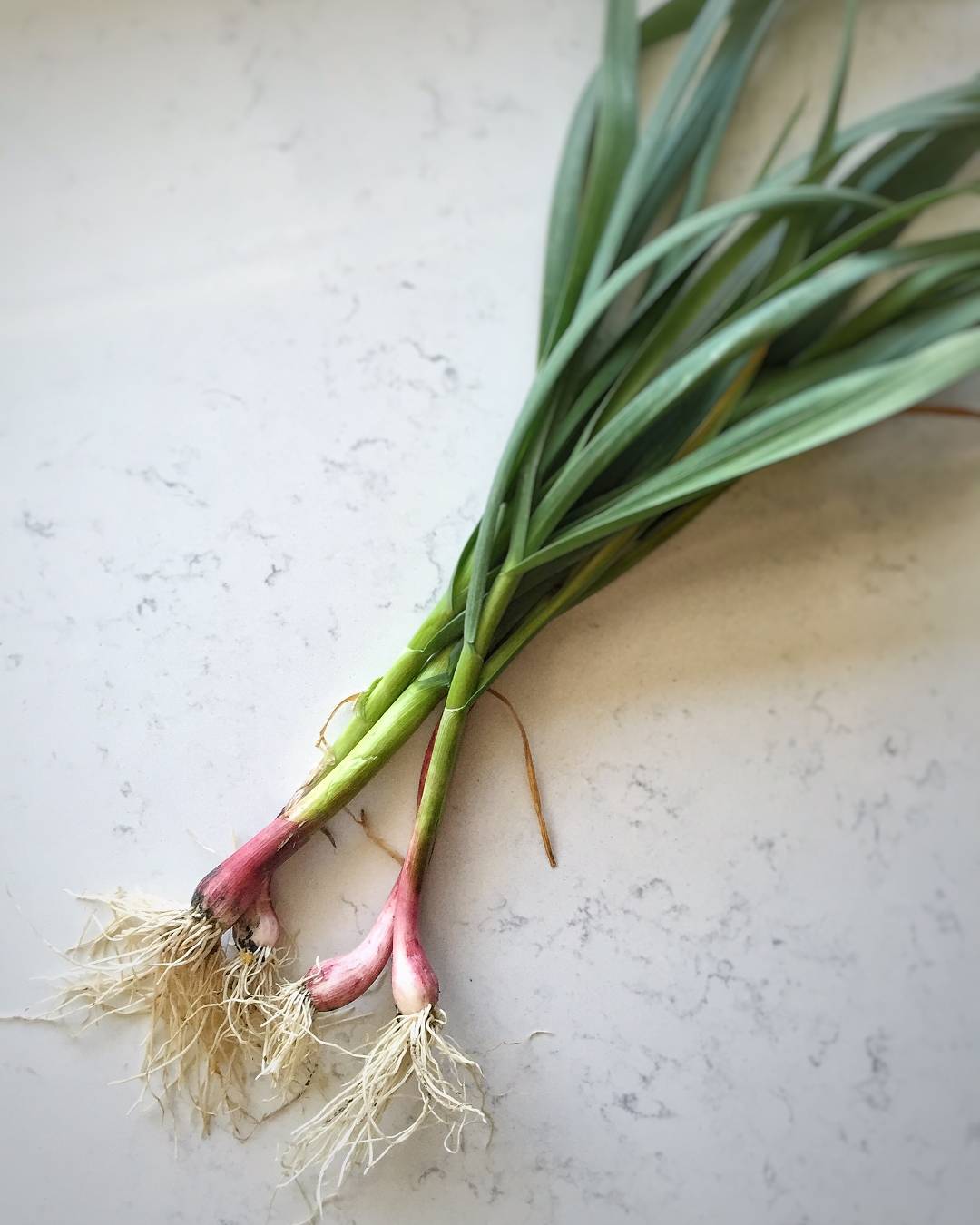 Roasted Veggie Bowl with CitrusFennel Yogurt Sauce Sonima