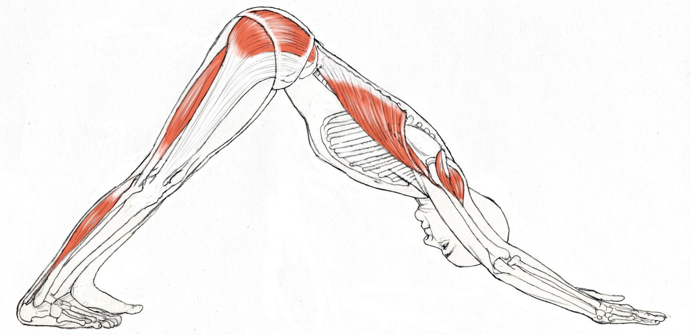 what muscles does downward dog work