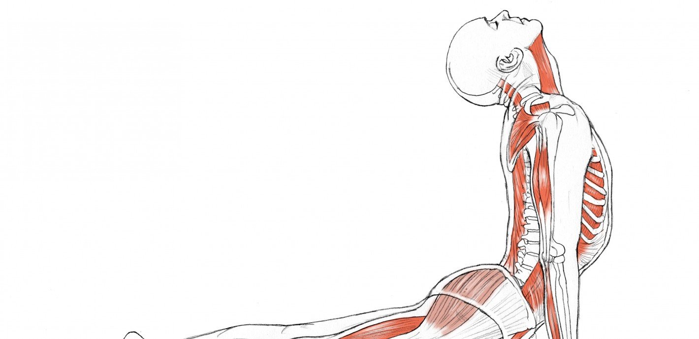 Yoga Anatomy Upward Facing Dog Sonima