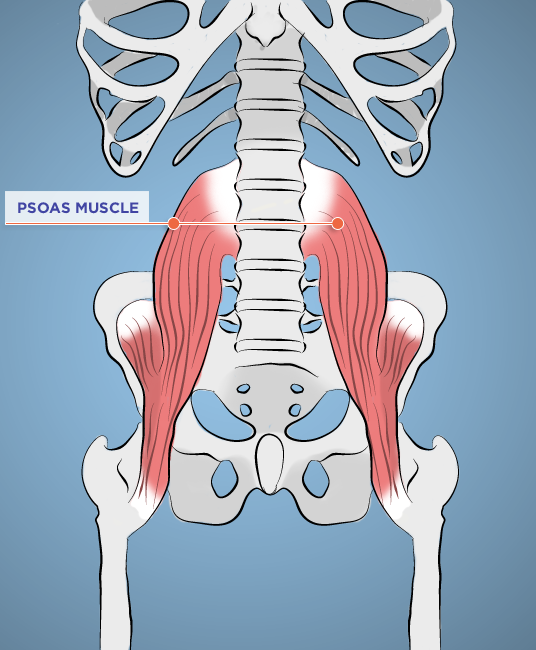 psoasMuscle