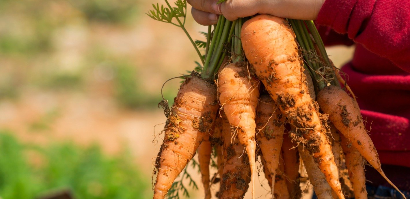 Agriculture Farming For Kids Sonima agriculture-farming-for-kids-sonima