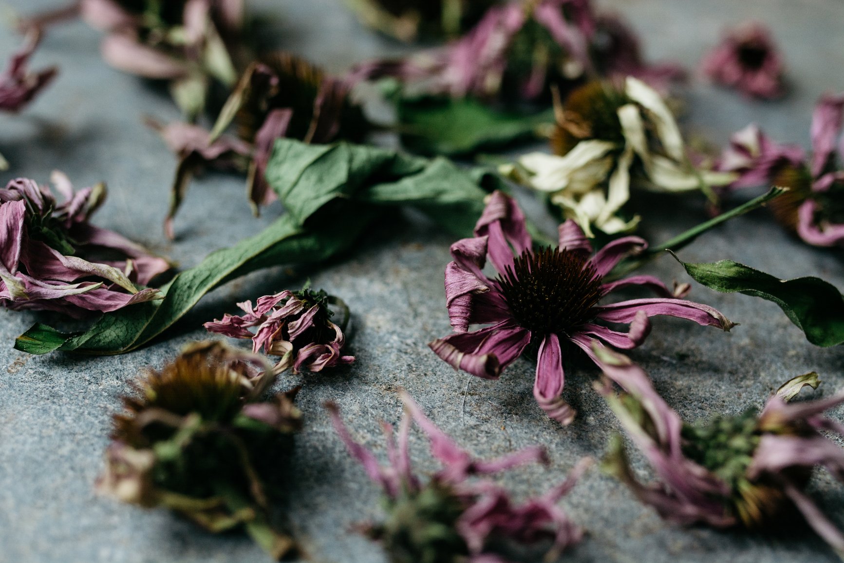 Dried echinacea flowers for tea Sonima